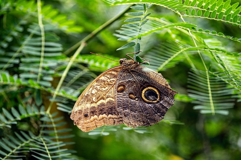Butterfly Effect Dilemmas
